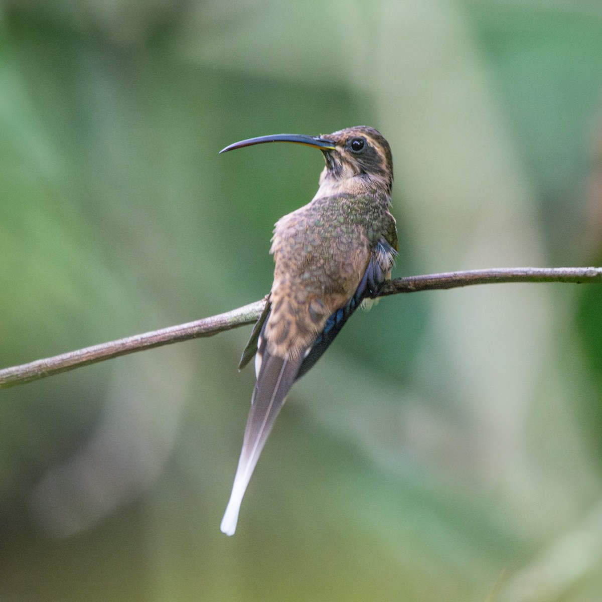 Dusky-throated Hermit - FABRICIO GRIGOLIN