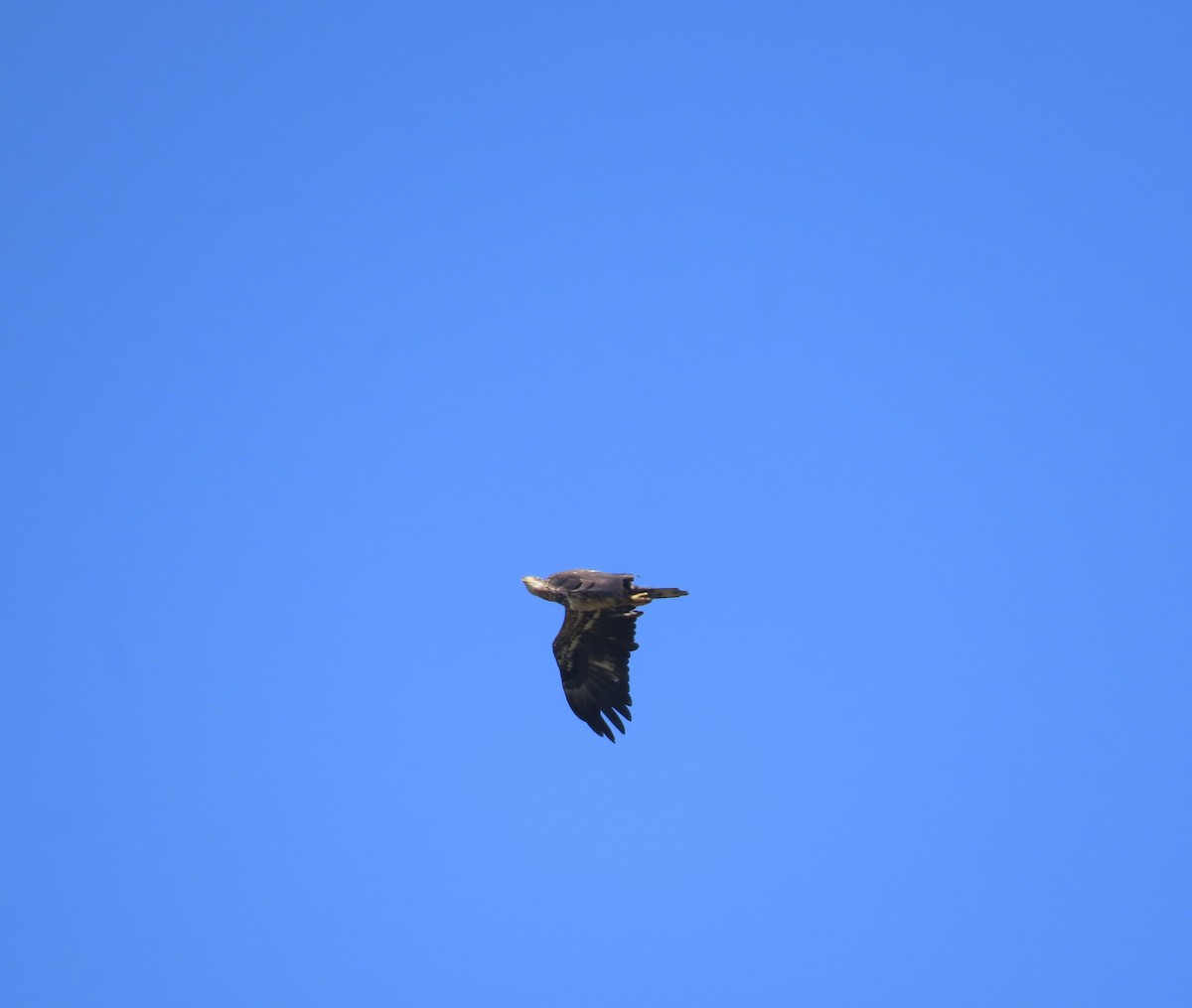 Bald Eagle - Jan Gaffney