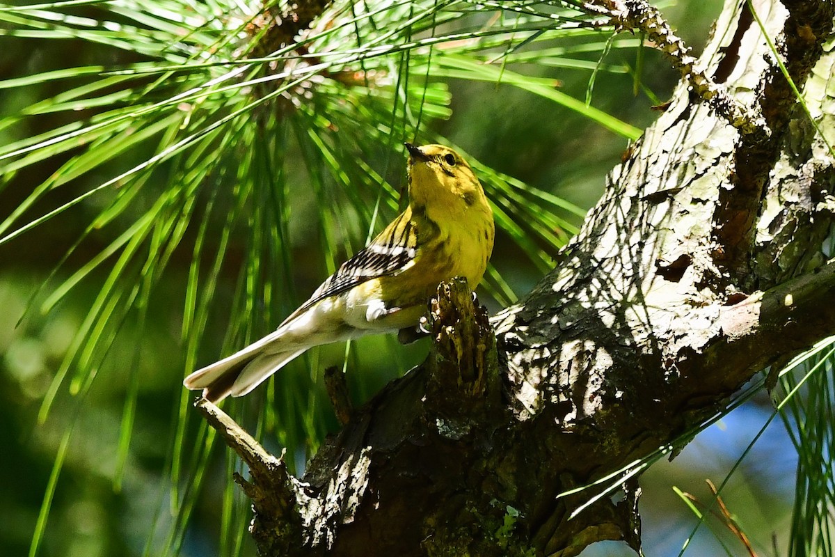 Pine Warbler - ML616875026