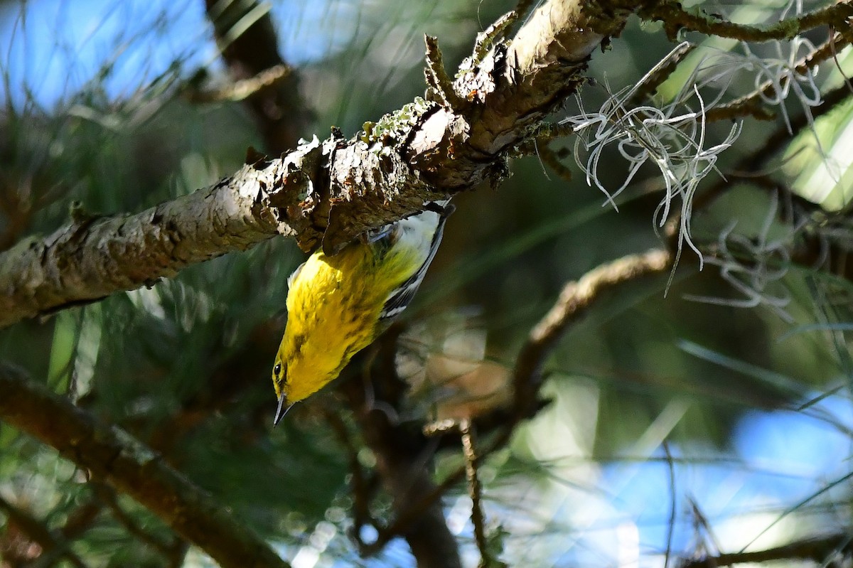 Pine Warbler - ML616875027