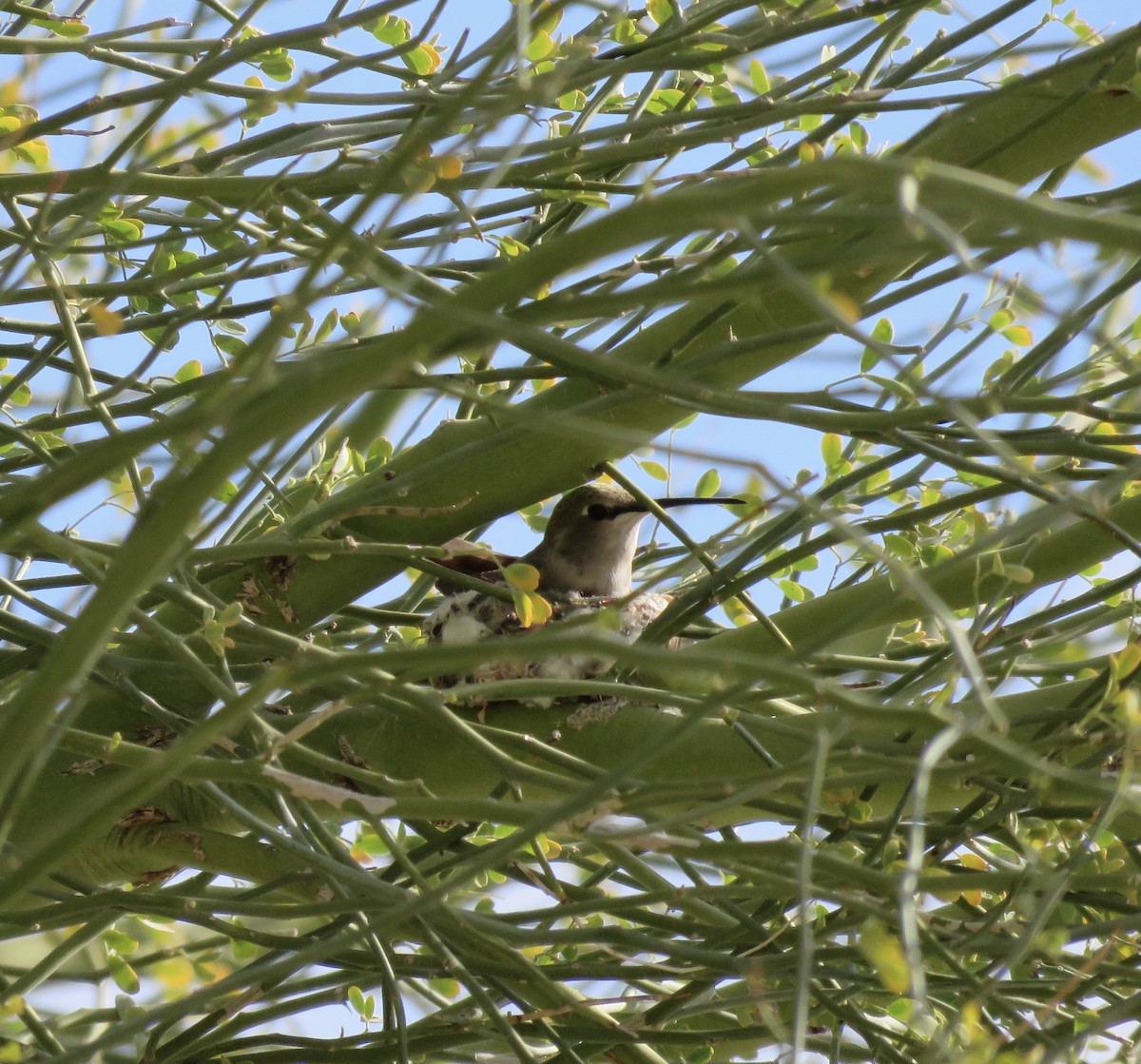 Black-tailed Gnatcatcher - Larry Moore