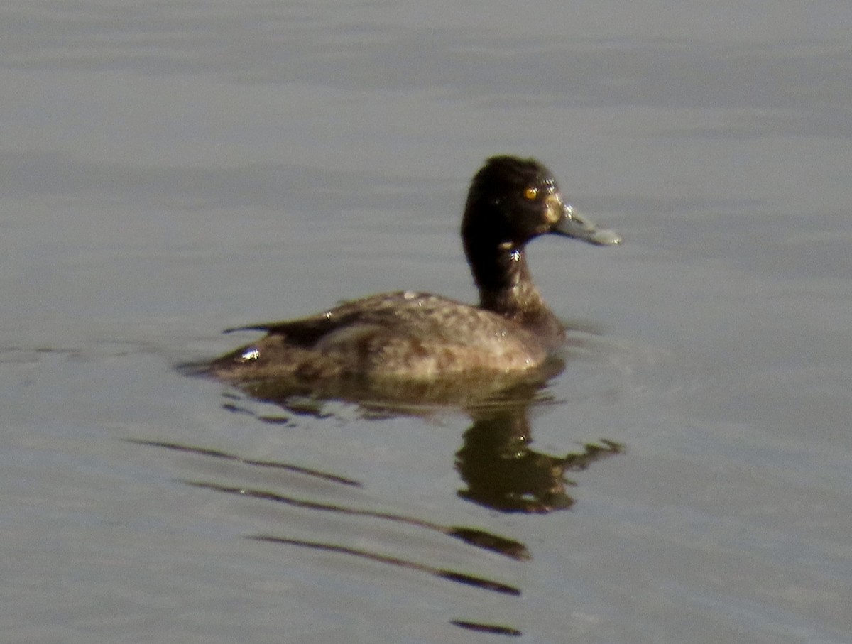 Lesser Scaup - ML616875048