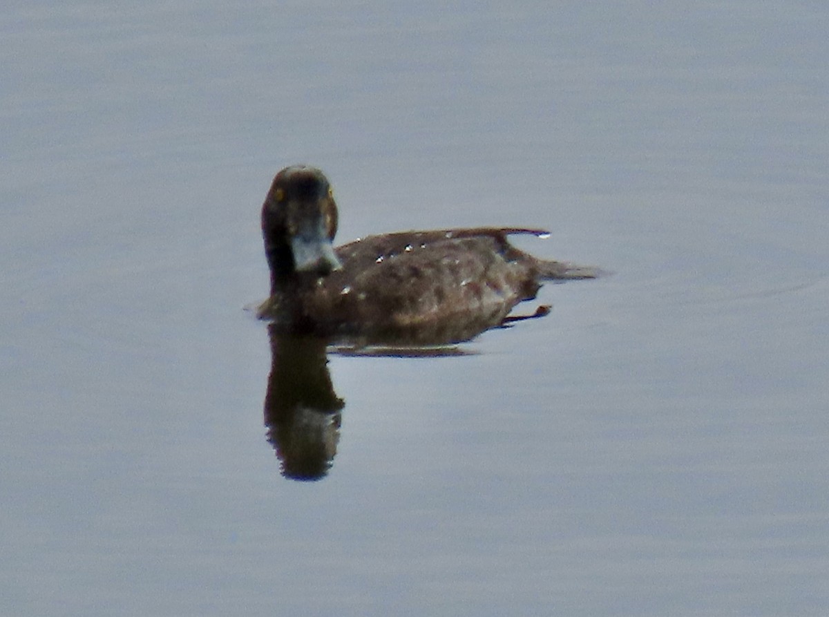 Lesser Scaup - ML616875049