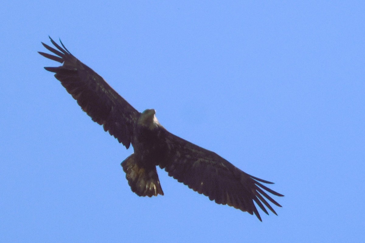 Weißkopf-Seeadler - ML616875053