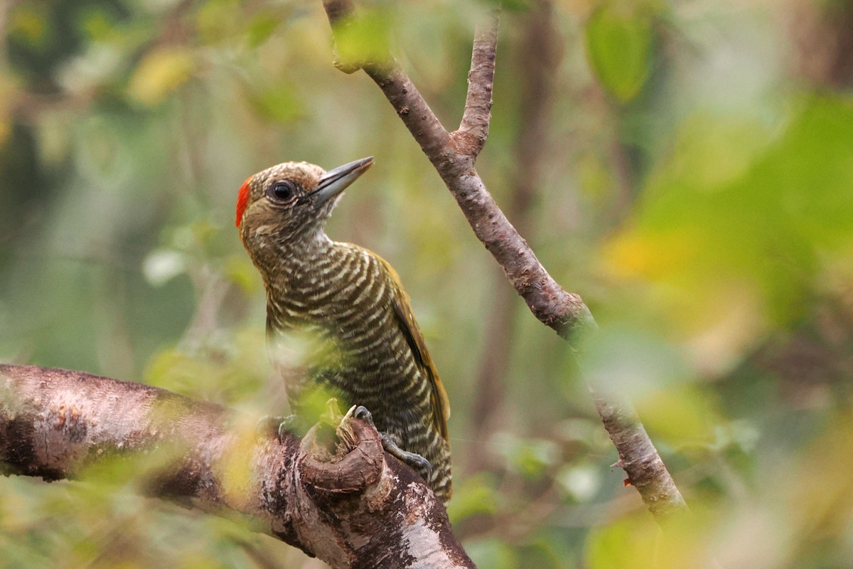 Little Woodpecker - steve b