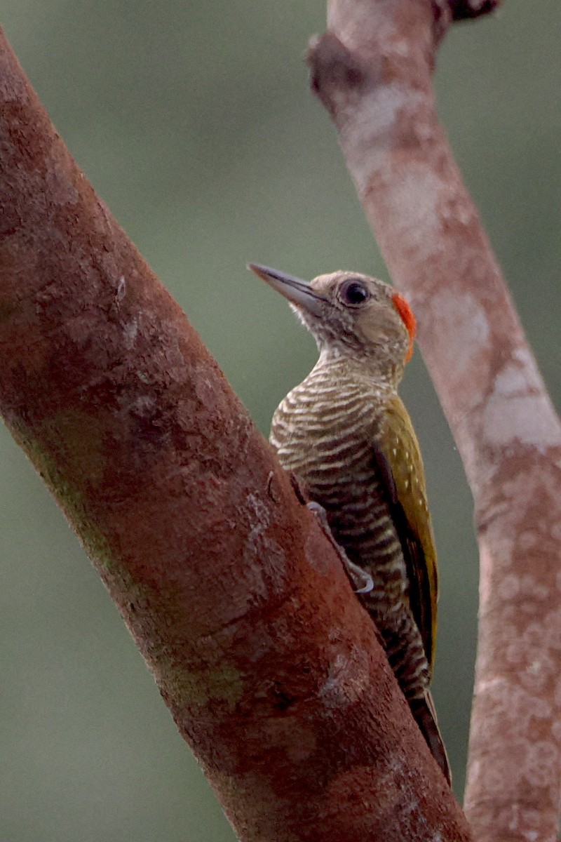 Little Woodpecker - steve b