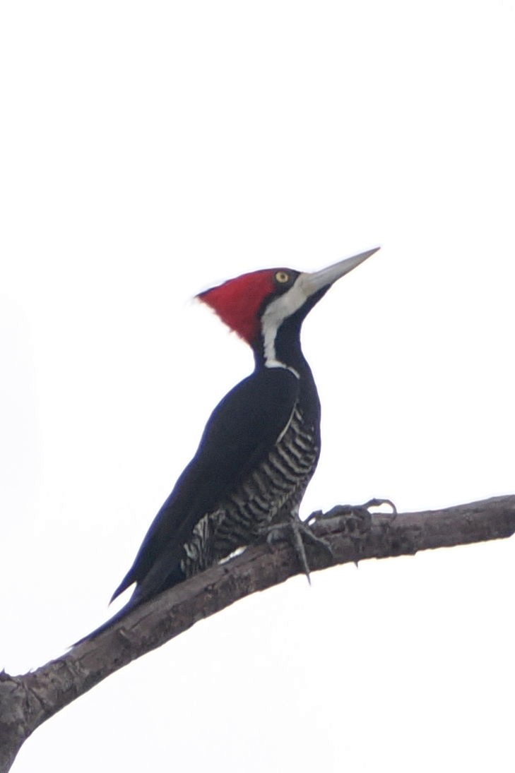 Crimson-crested Woodpecker - steve b