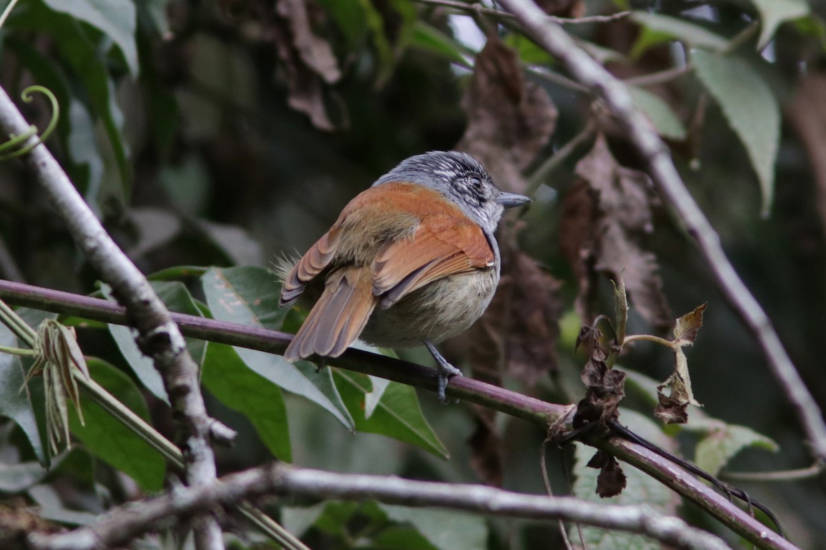 Rufous-backed Antvireo - ML616875205