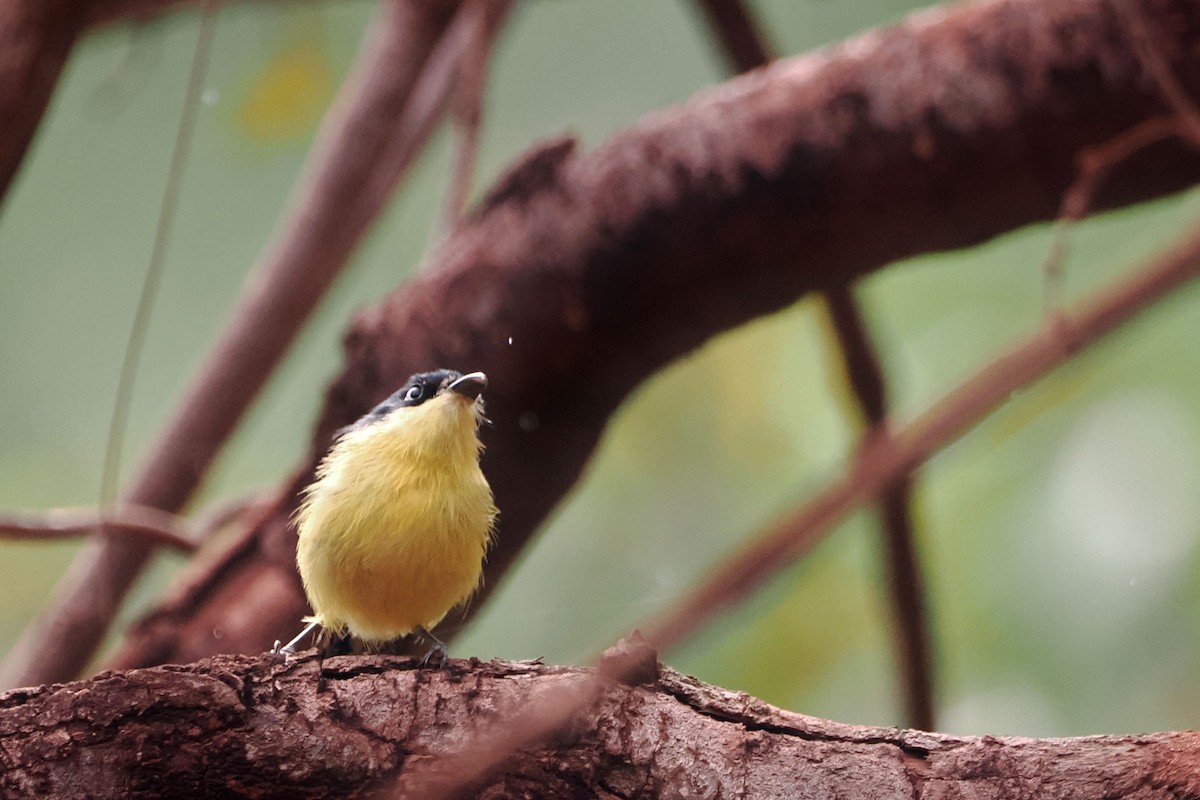 Common Tody-Flycatcher - steve b