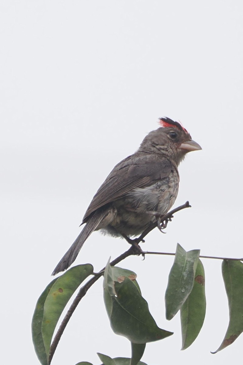 Pileated Finch - steve b