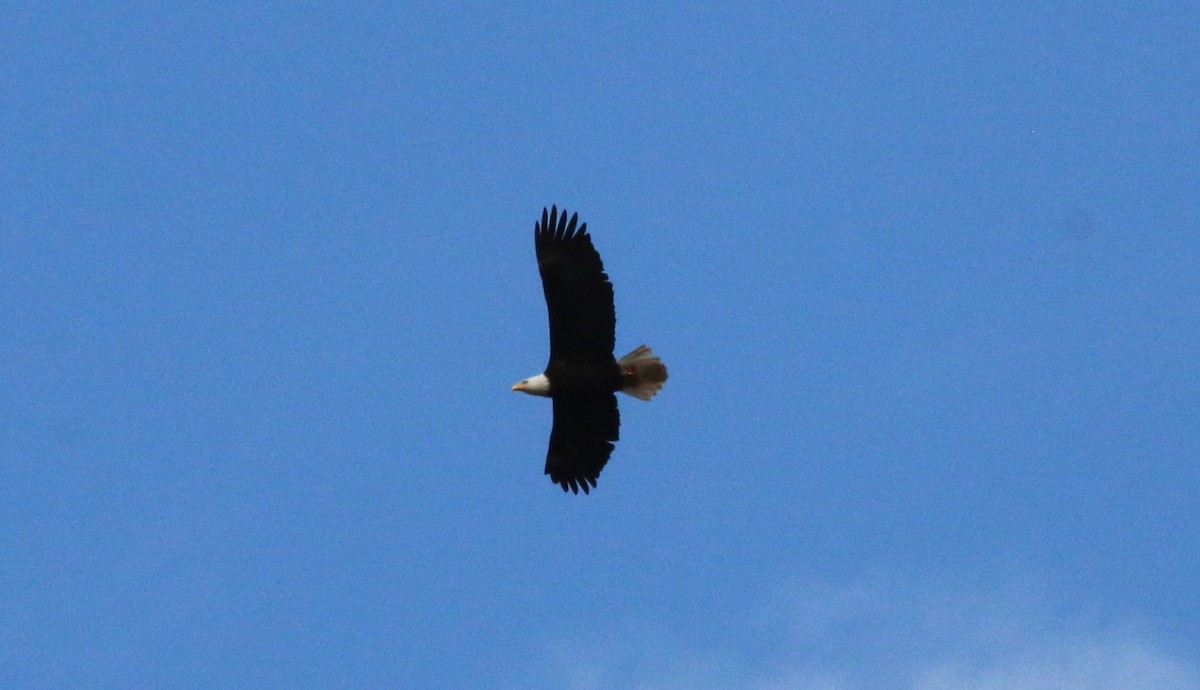 Bald Eagle - Nels Nelson