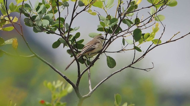 Bahia Wagtail-Tyrant - ML616875355