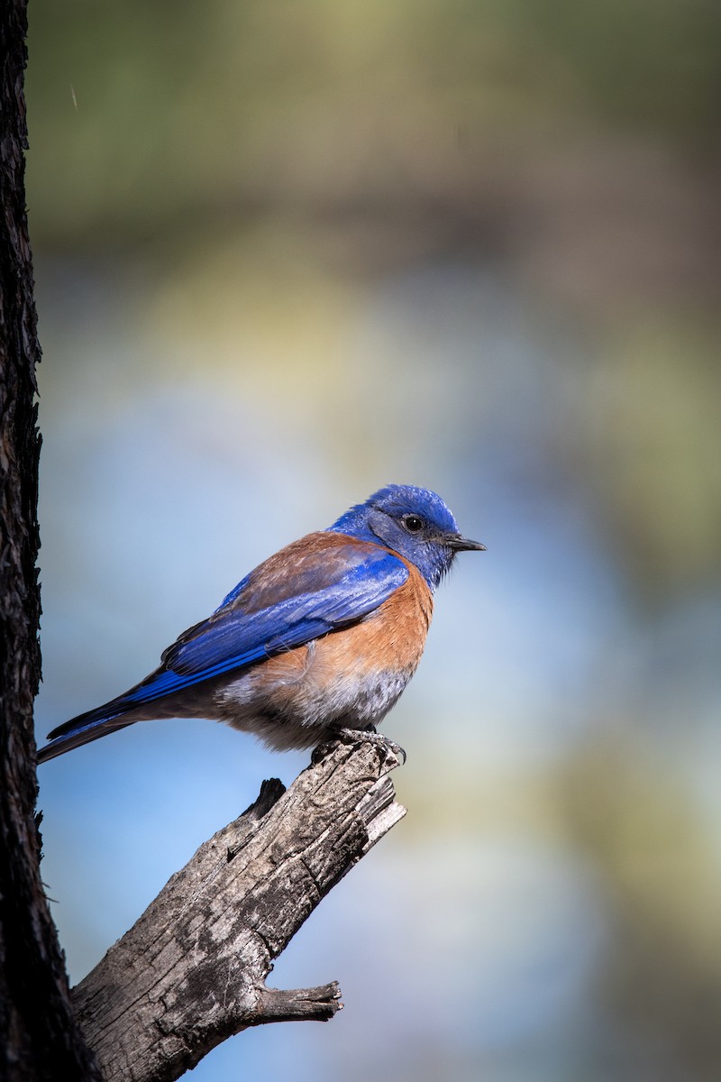 Western Bluebird - ML616875373