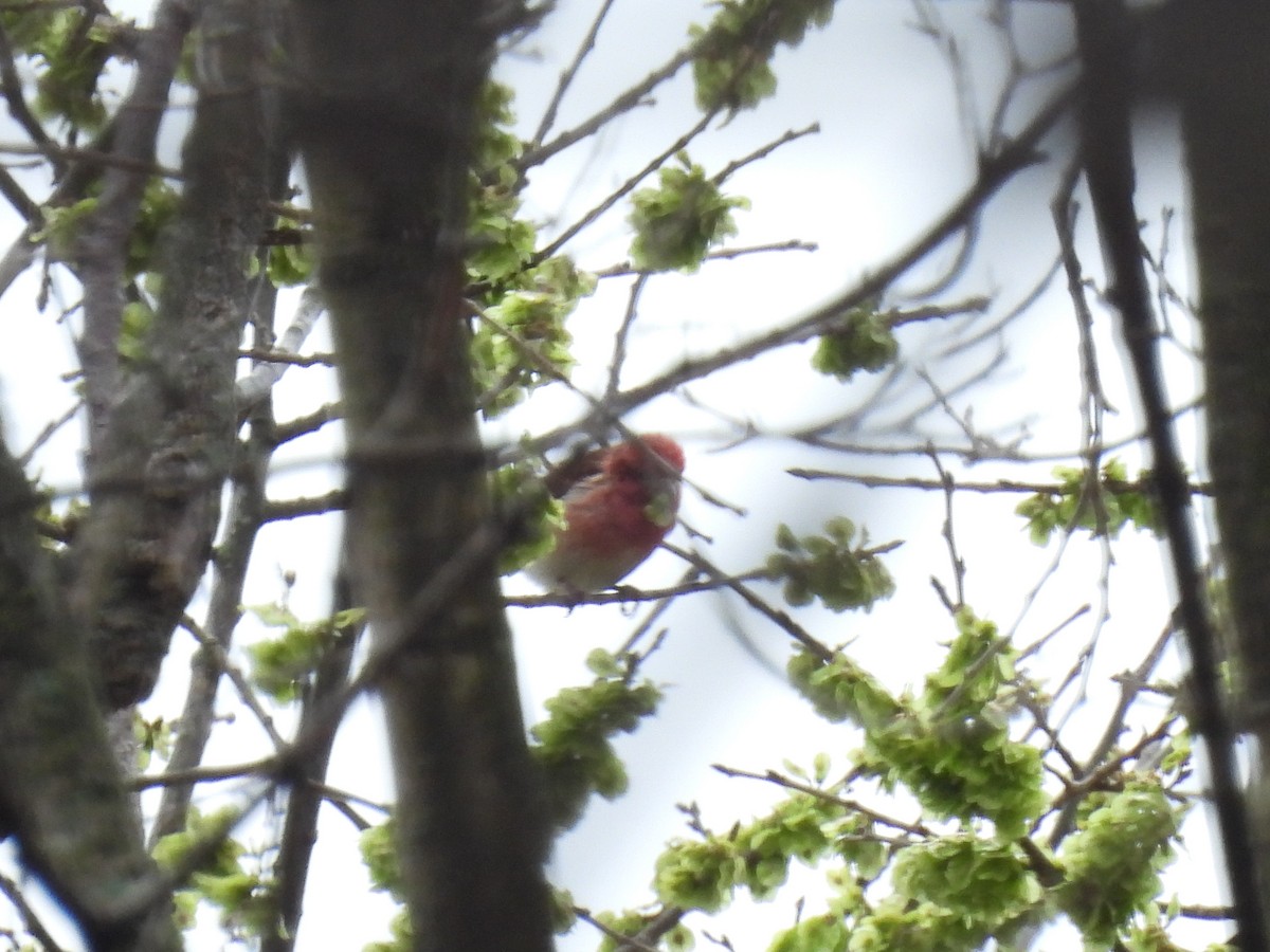 Purple Finch - ML616875386