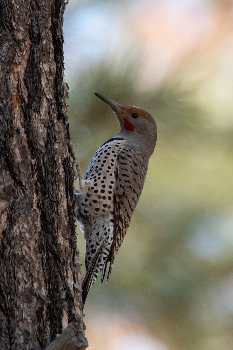 Northern Flicker (Red-shafted) - ML616875391