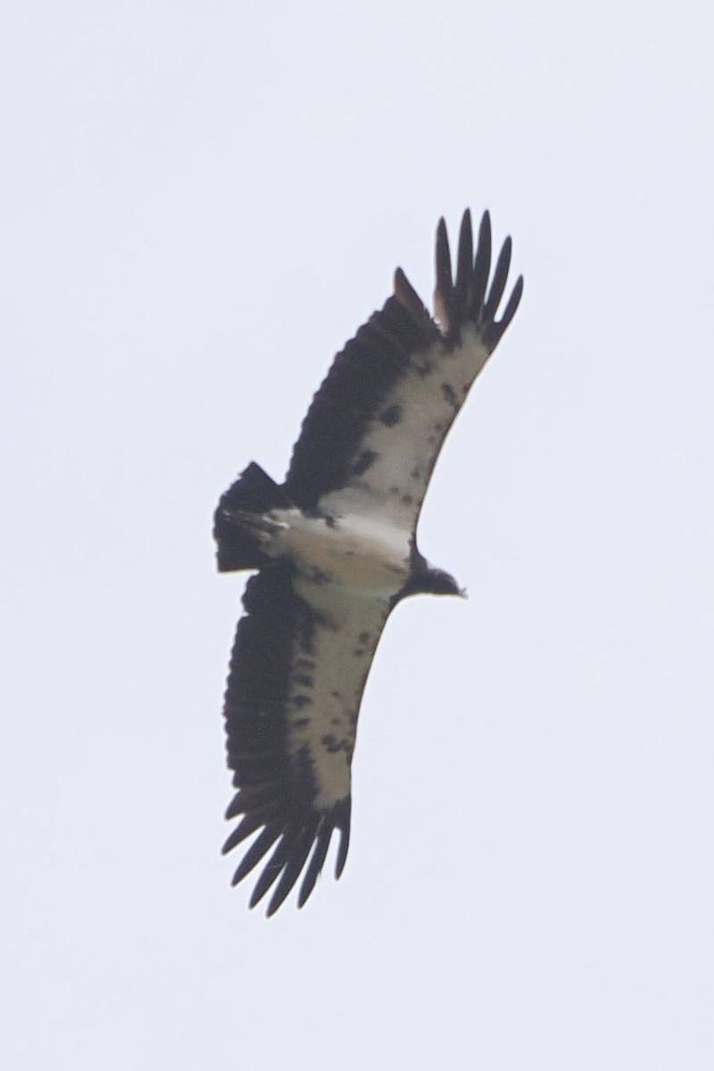 King Vulture - ML616875423