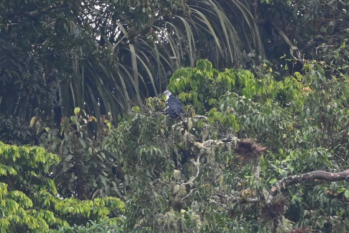 Gray-headed Kite - Dan O'Brien