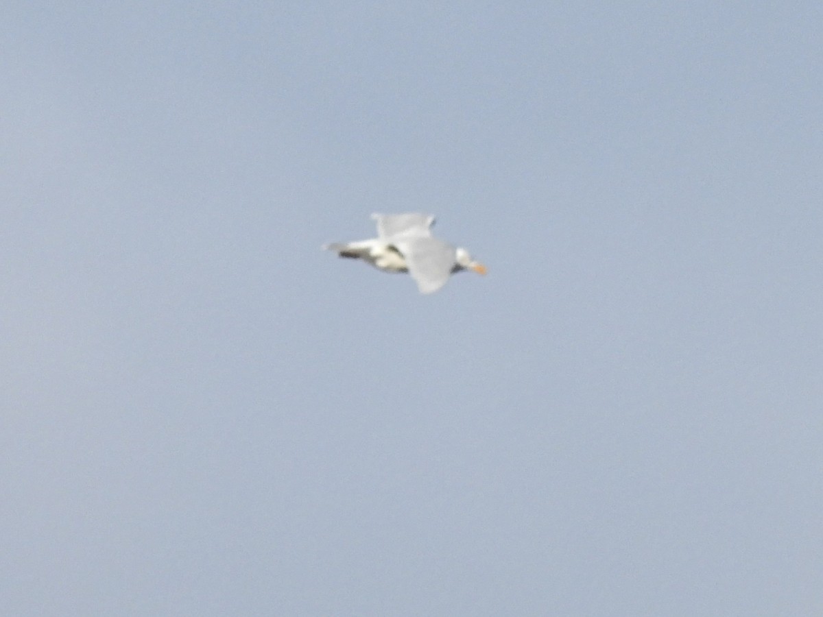 Glaucous Gull - ML616875474