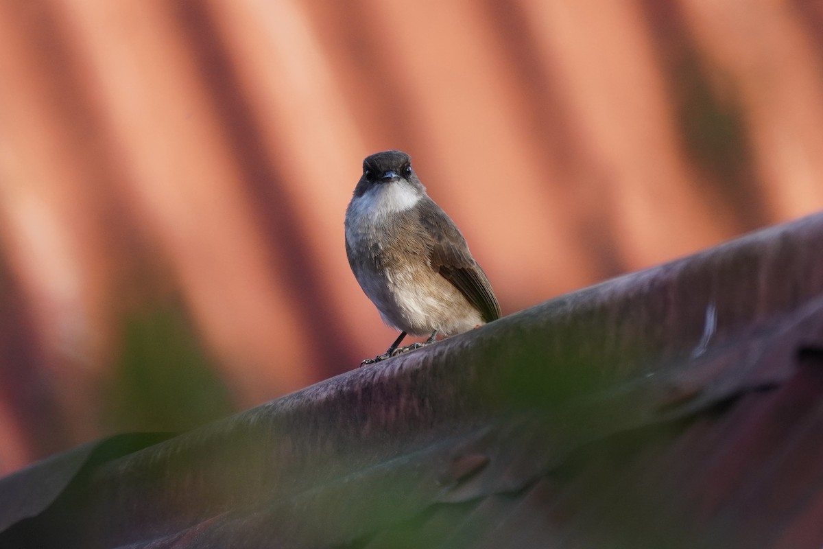 Swamp Flycatcher - Greg Hertler