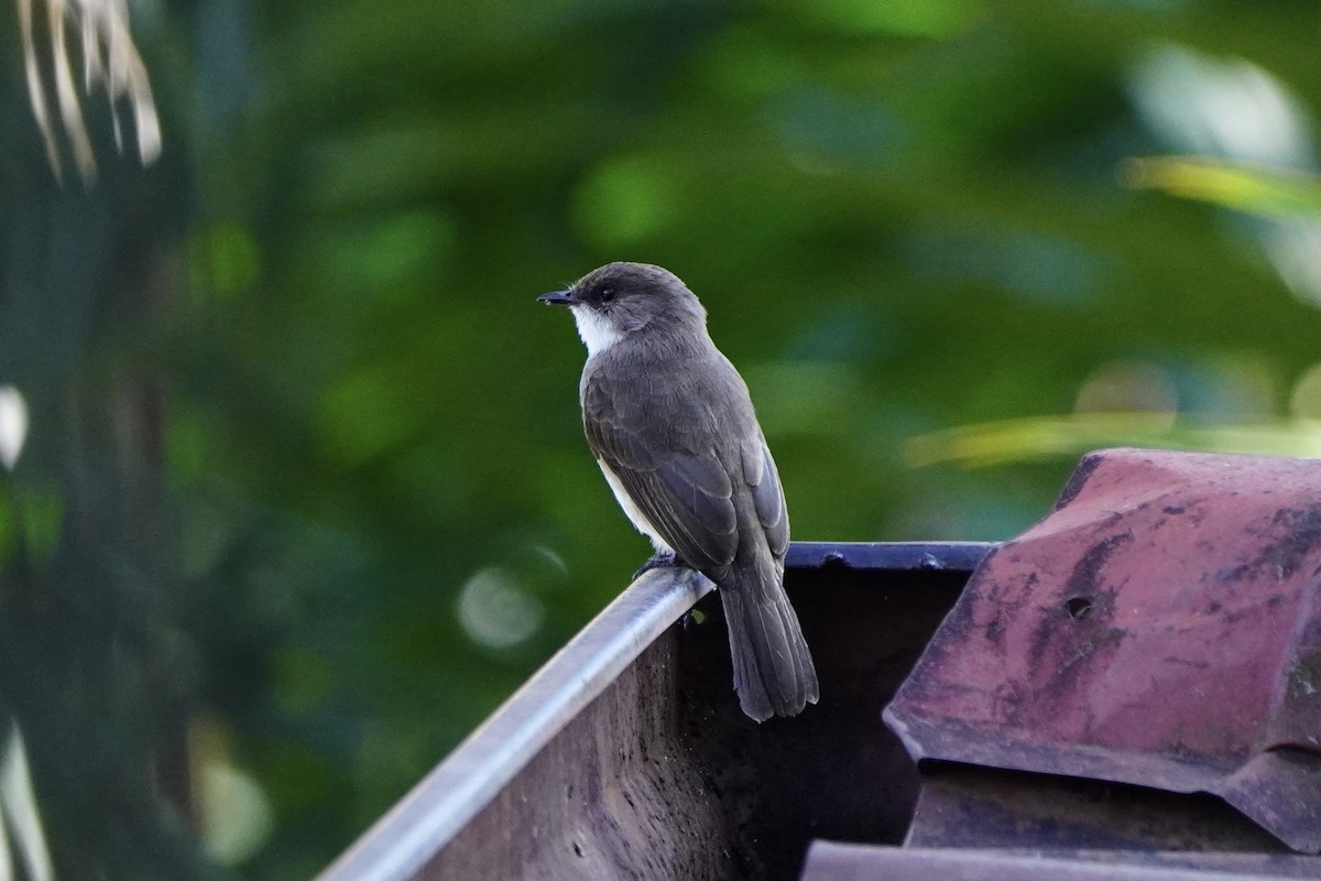 Swamp Flycatcher - Greg Hertler