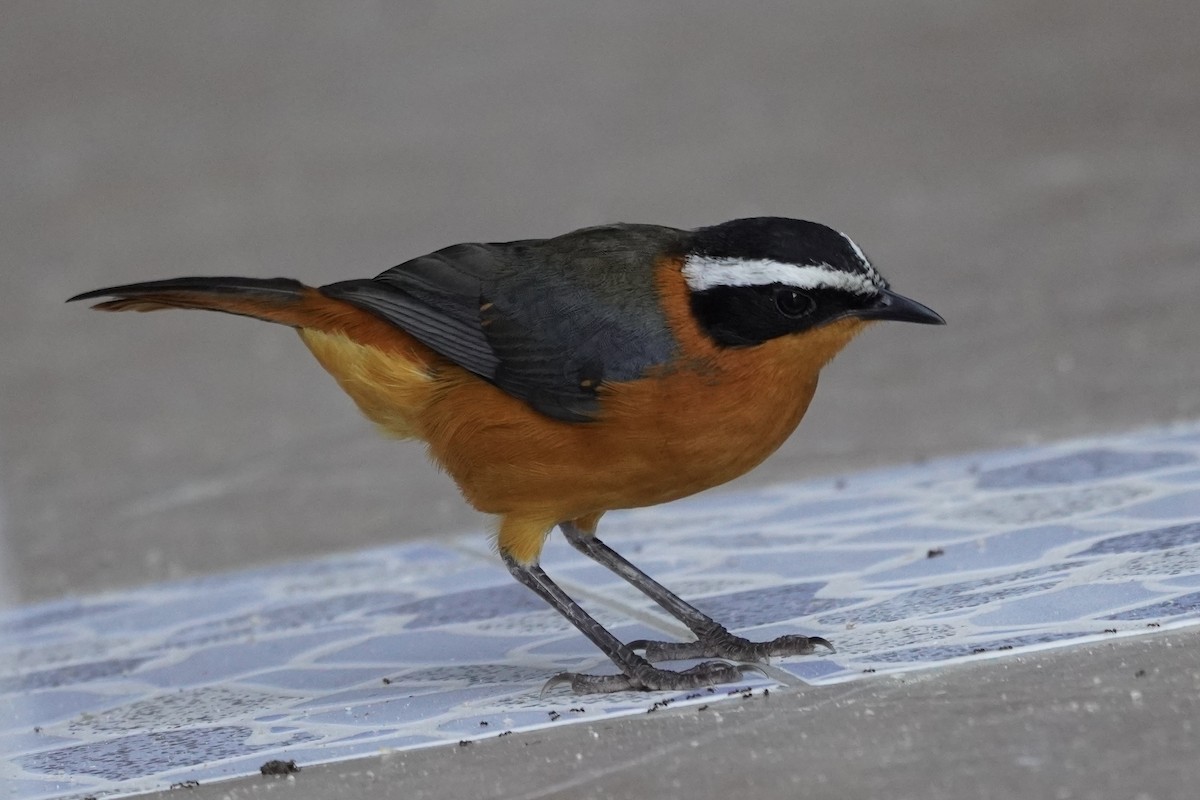 White-browed Robin-Chat - Greg Hertler