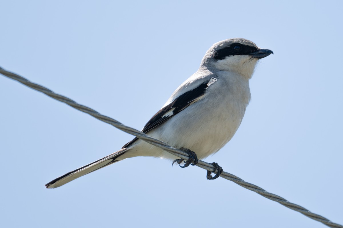 Loggerhead Shrike - Melani King