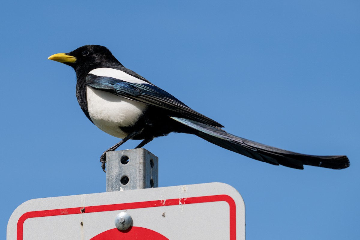 Yellow-billed Magpie - Melani King