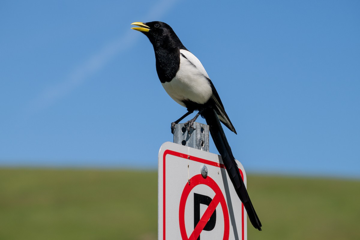 Yellow-billed Magpie - Melani King