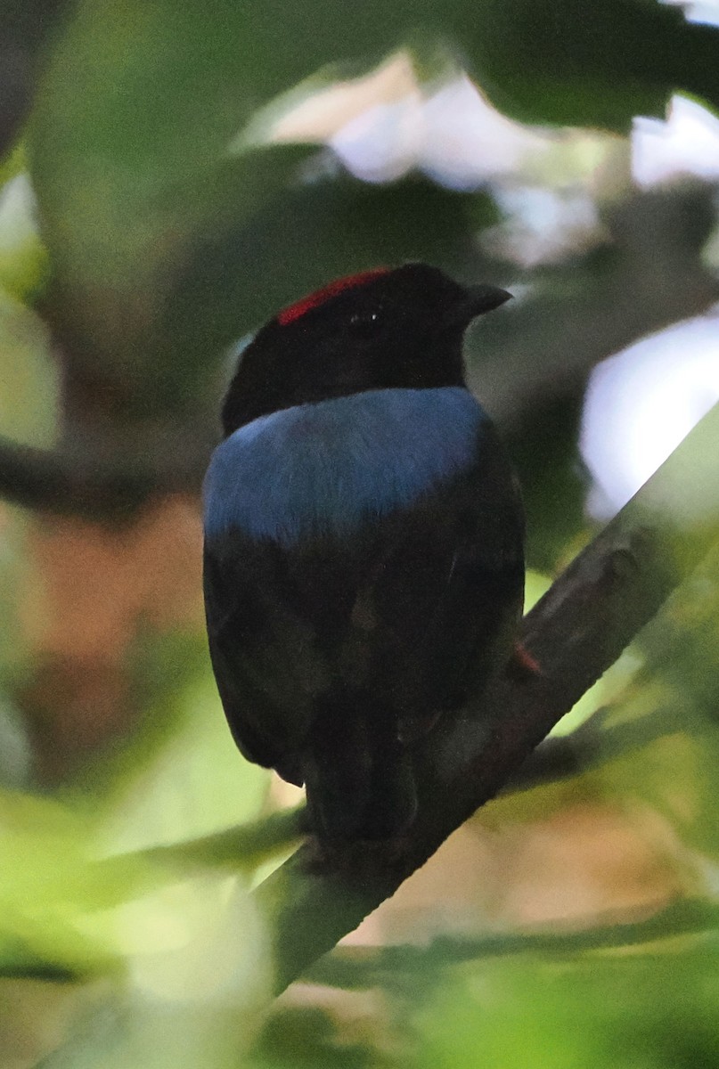 Blue-backed Manakin - ML616875572