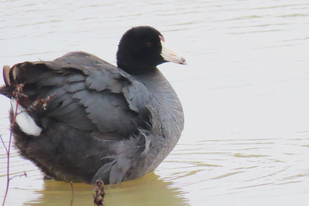 American Coot - ML616875573