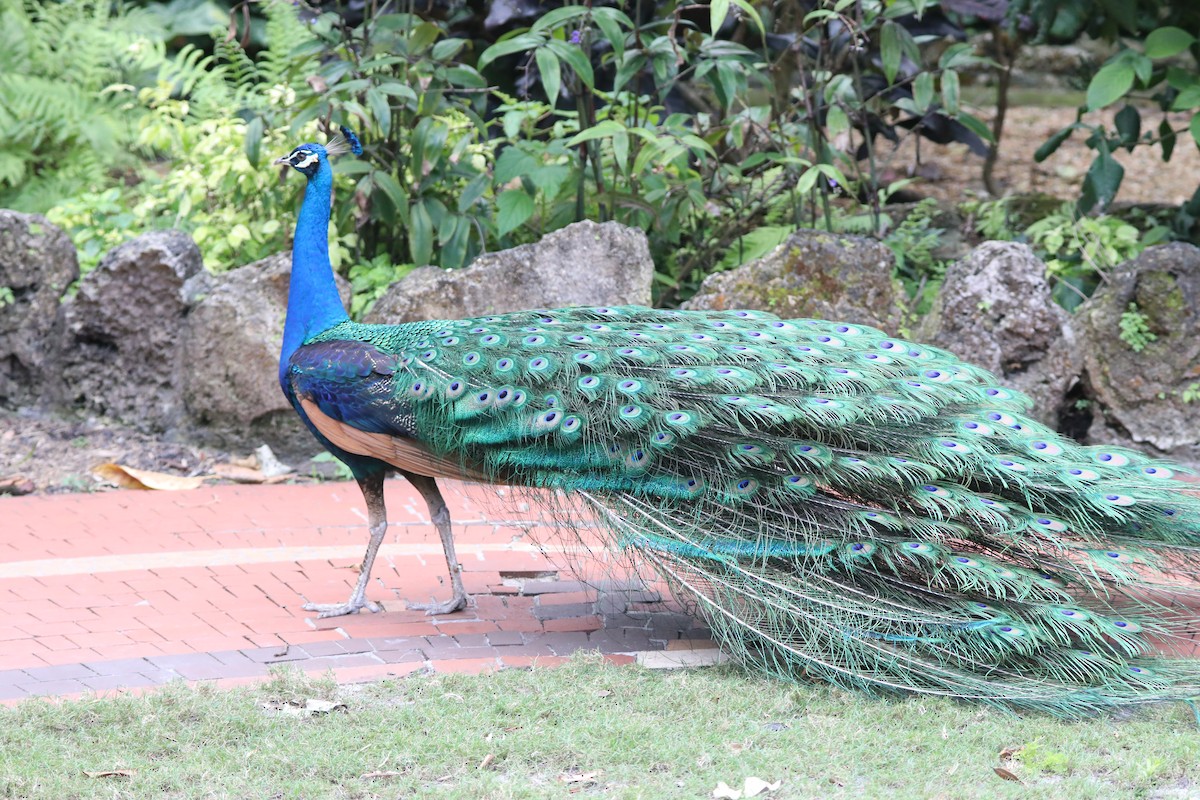 Indian Peafowl - ML616875599