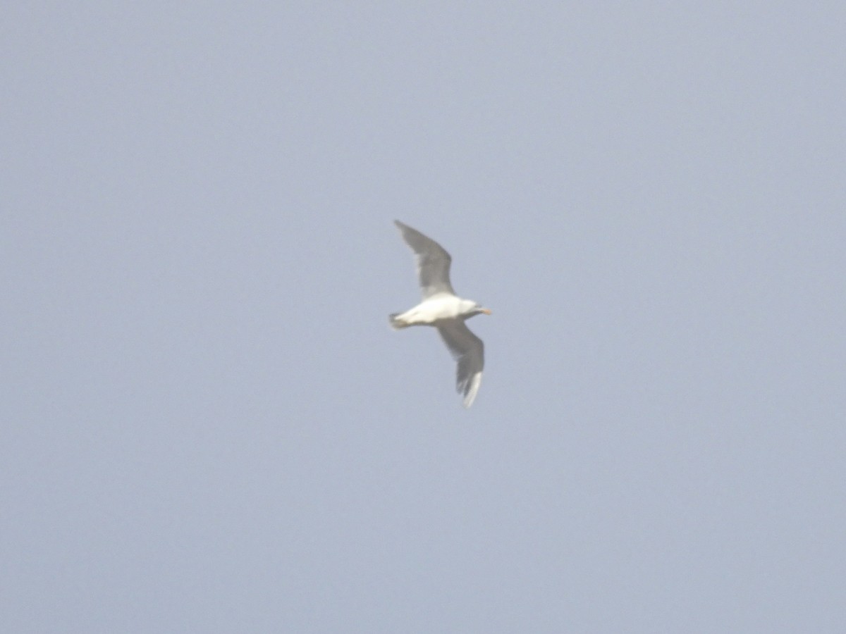 Glaucous Gull - ML616875614