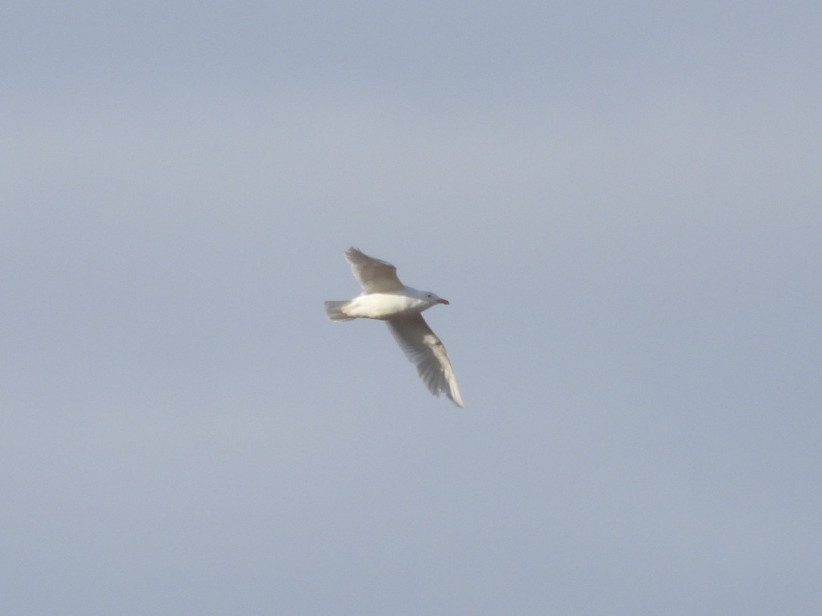 Glaucous Gull - ML616875615