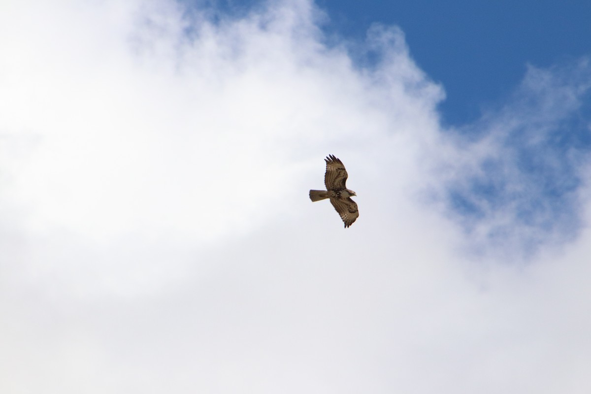 Red-tailed Hawk - ML616875621