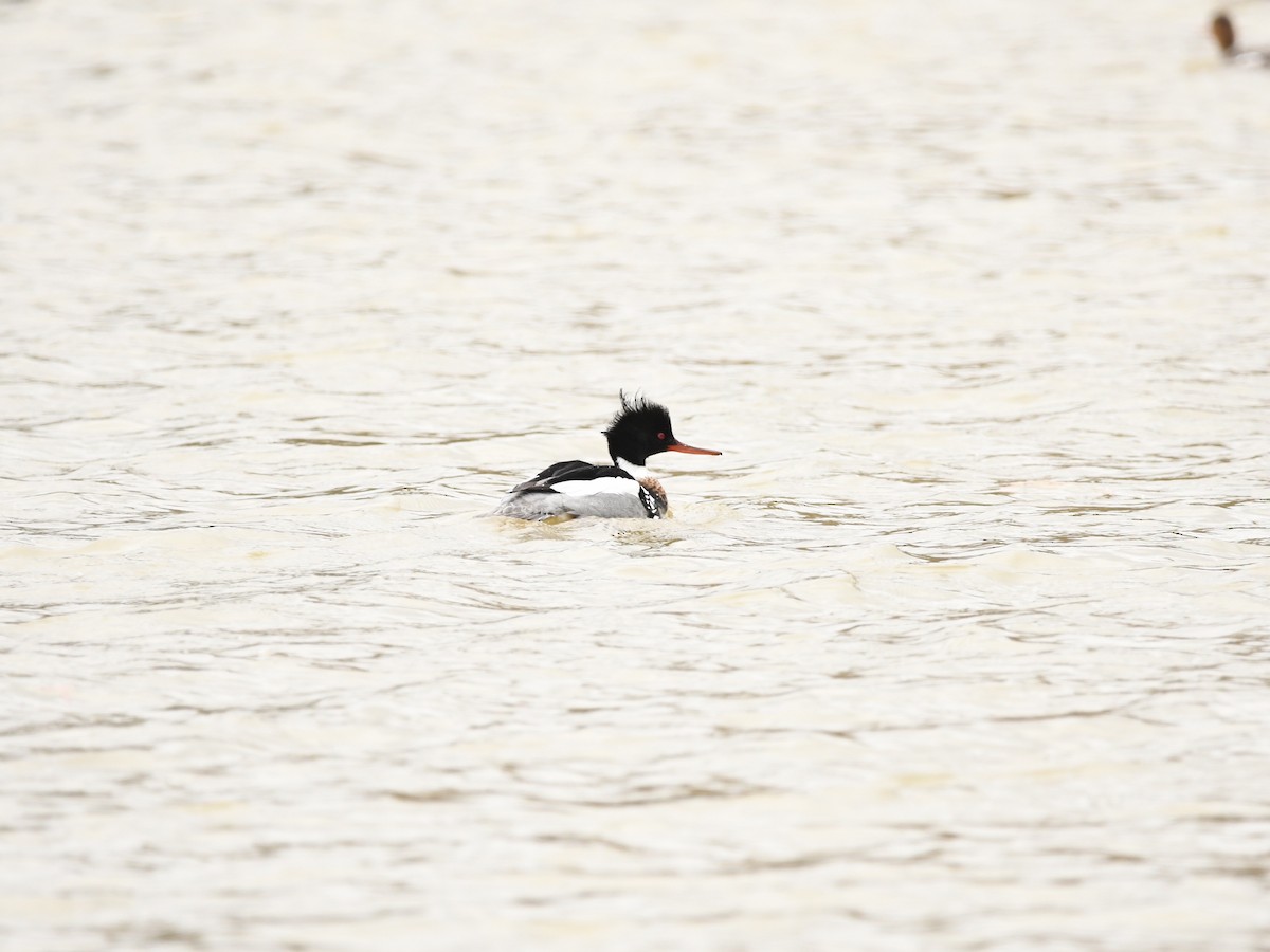 Red-breasted Merganser - ML616875748