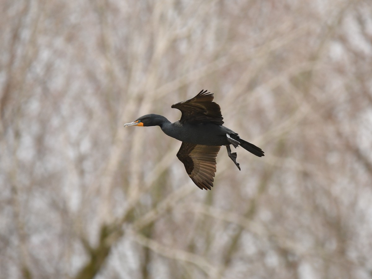 Double-crested Cormorant - ML616875765