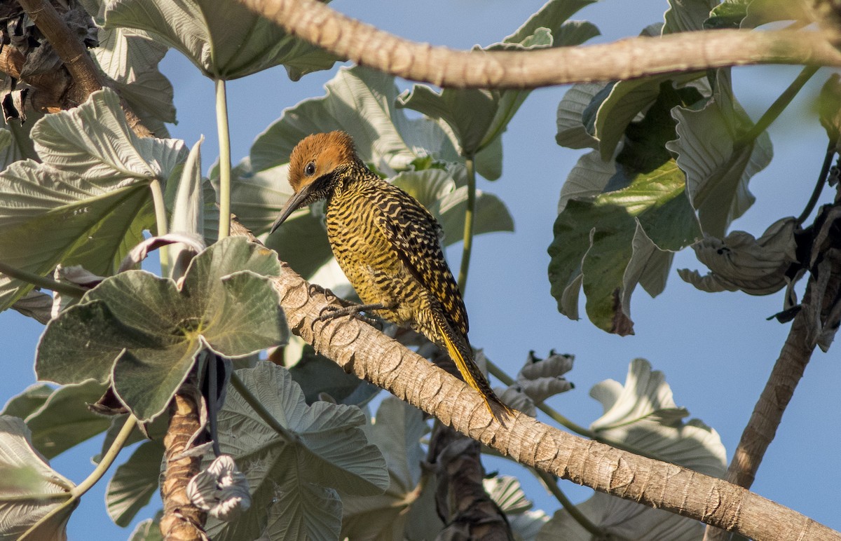 Fernandina's Flicker - Shawn Loewen