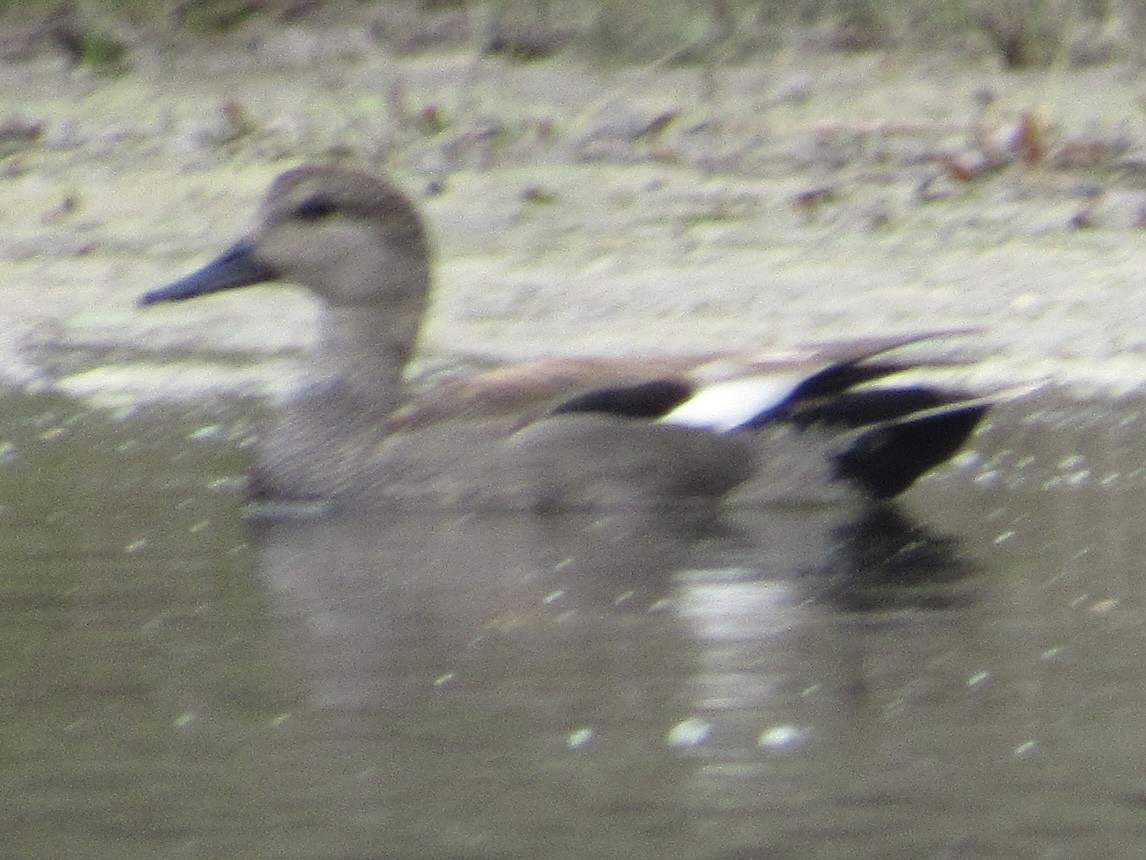 Gadwall - ML616875851