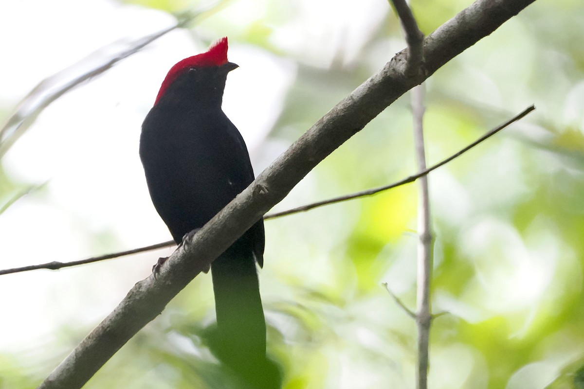 Helmeted Manakin - steve b