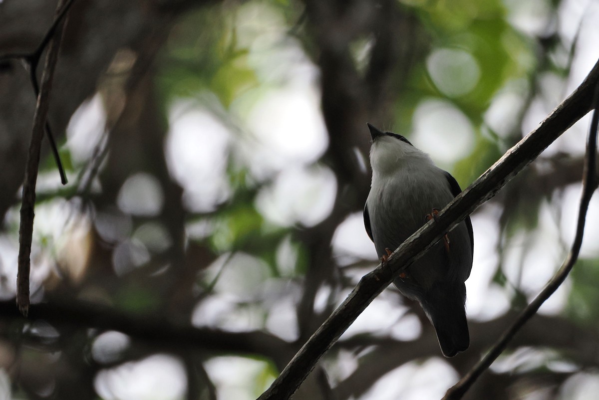 White-bearded Manakin - steve b