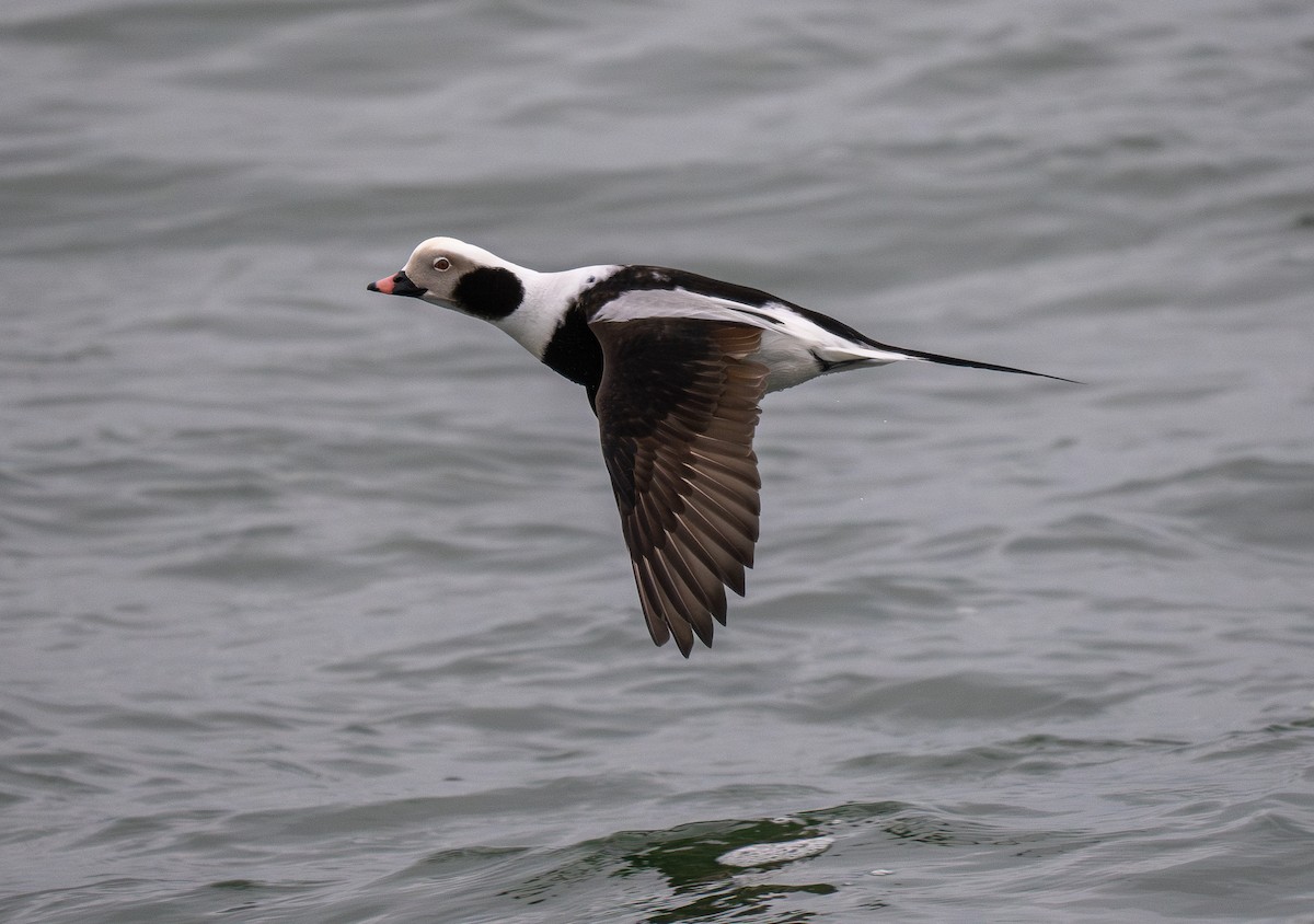 Long-tailed Duck - ML616875954