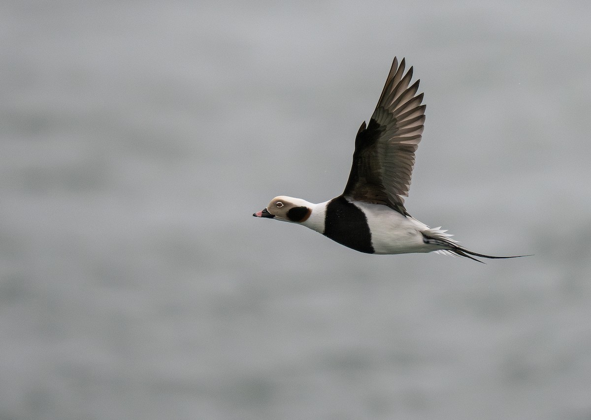 Long-tailed Duck - ML616875957