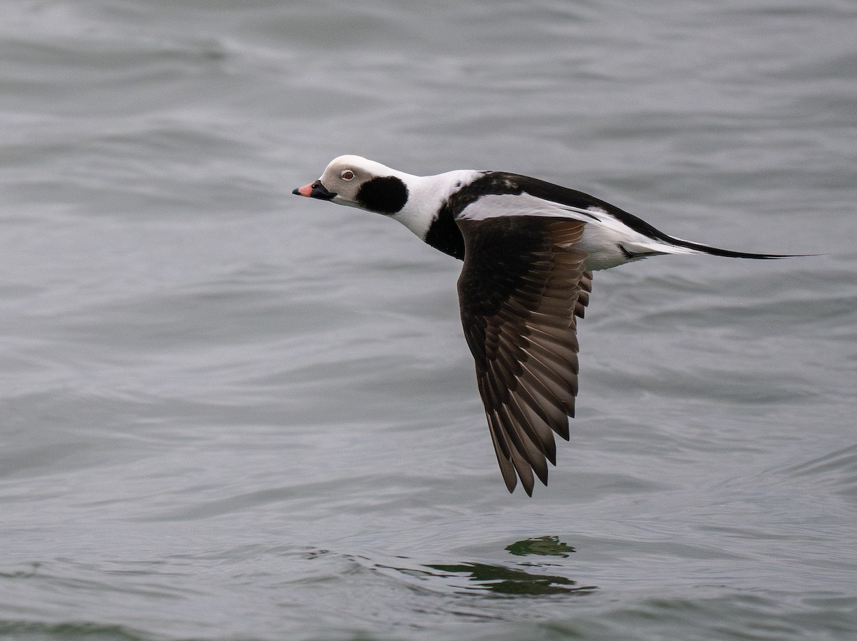 Long-tailed Duck - ML616875958