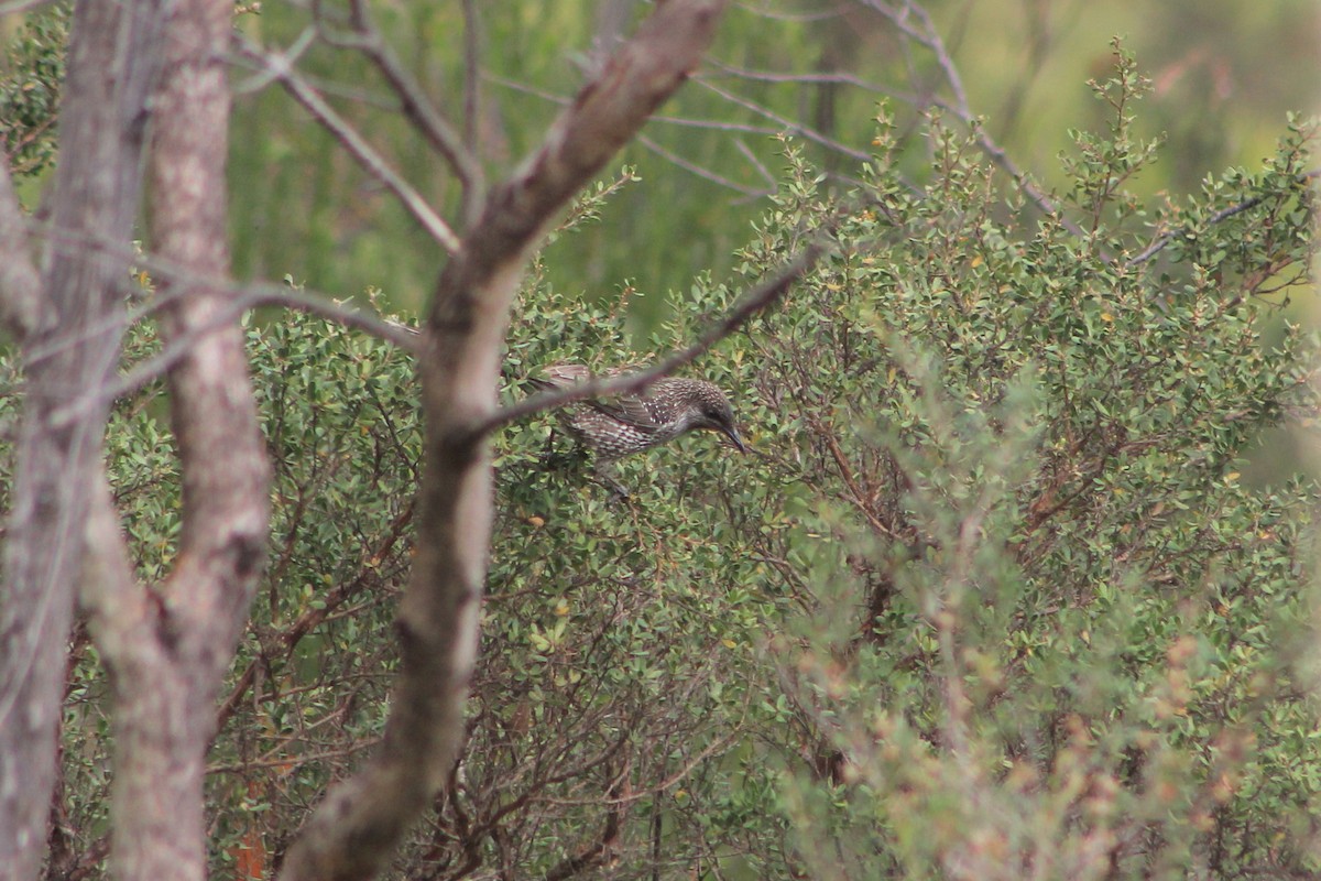 Little Wattlebird - ML616875970