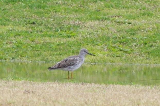 Greater Yellowlegs - ML616876023