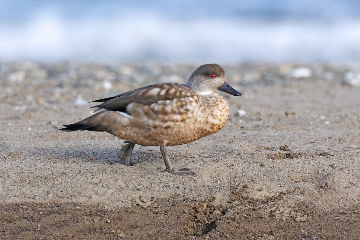 Crested Duck - ML616876101