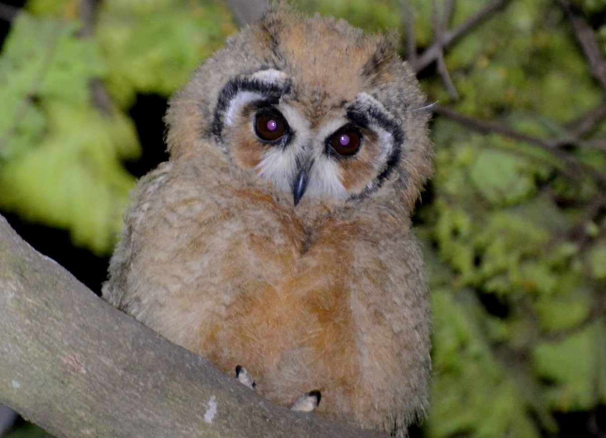 Striped Owl - ML616876230