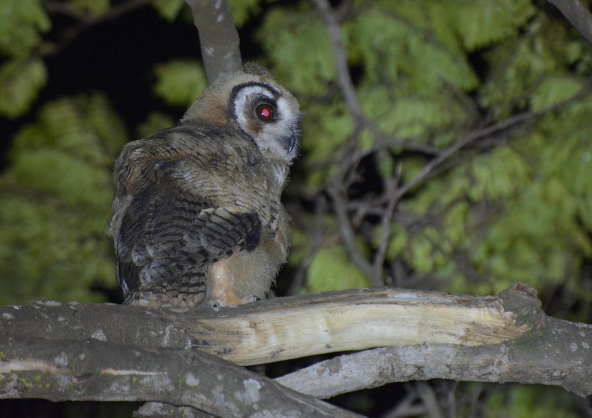 Striped Owl - ML616876240