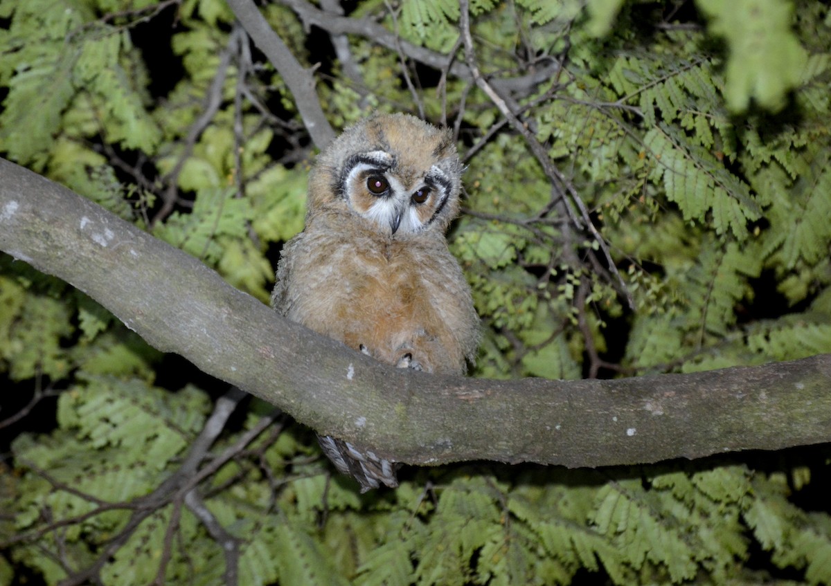 Striped Owl - Julio Cesar Filipino