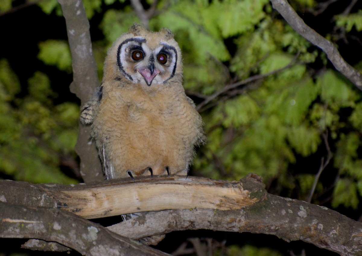 Striped Owl - Julio Cesar Filipino